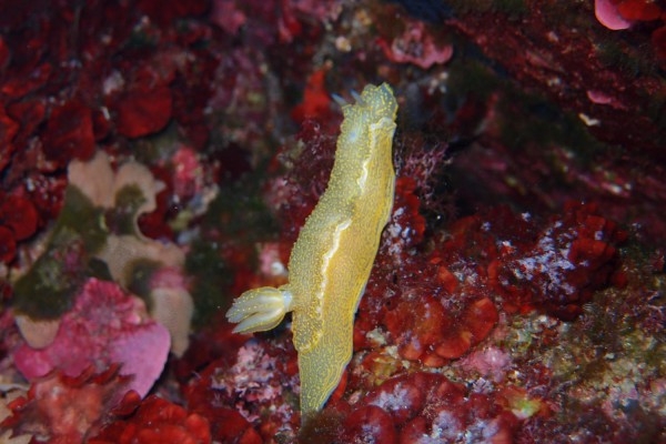 SSI open water diver - Exploregion