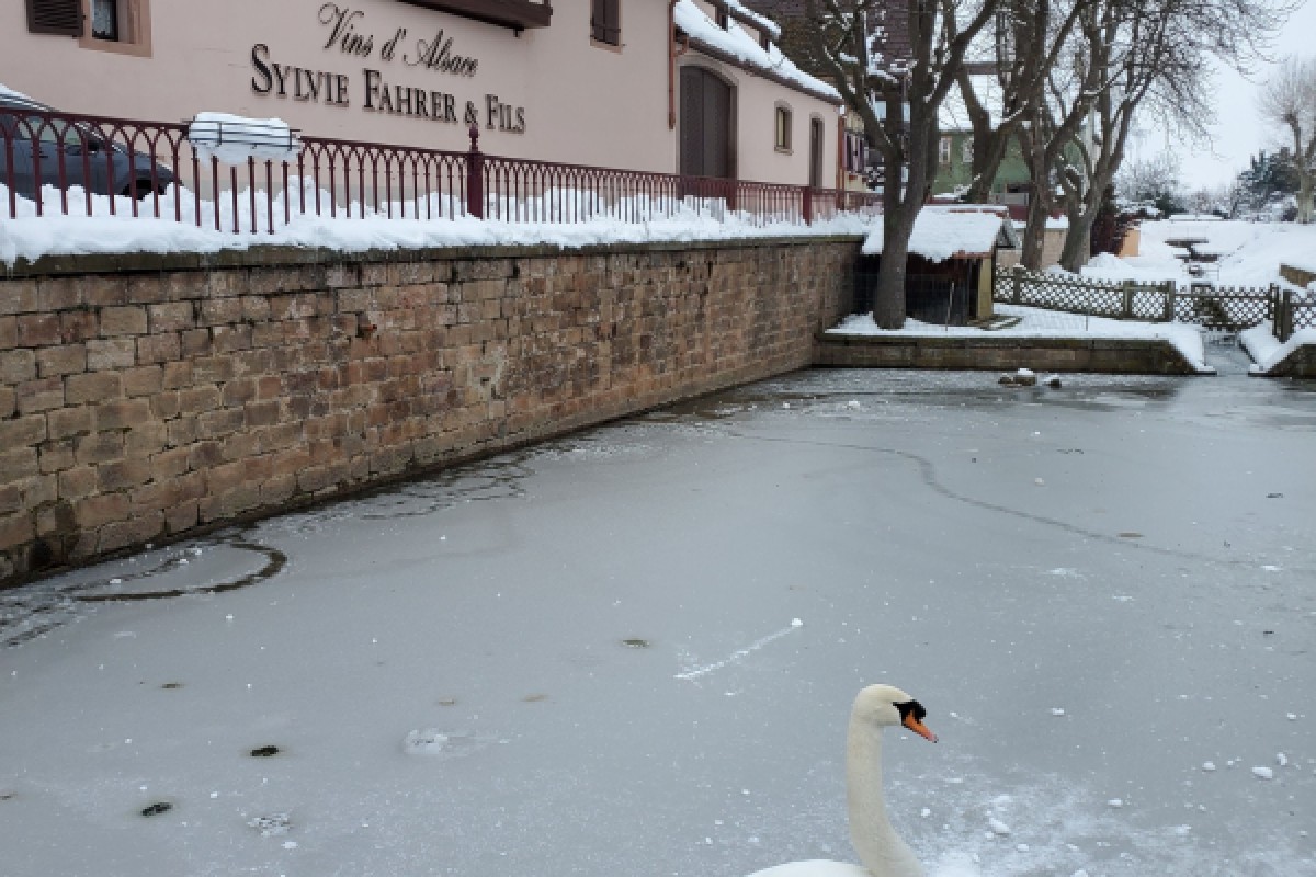 Merienda navideña. Tour y degustación - Exploregion