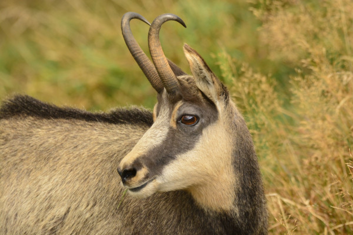 Observation chamois avec Longue-Vue - Exploregion