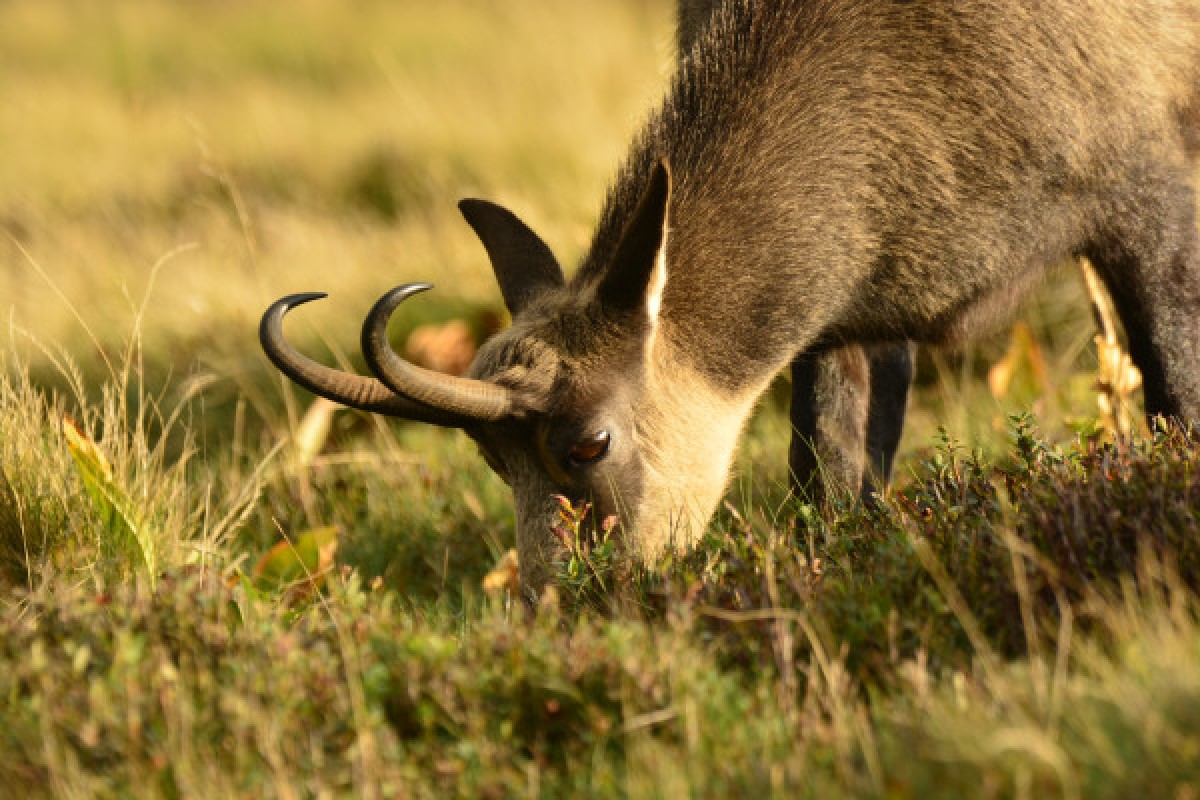 Observation chamois avec Longue-Vue - Exploregion
