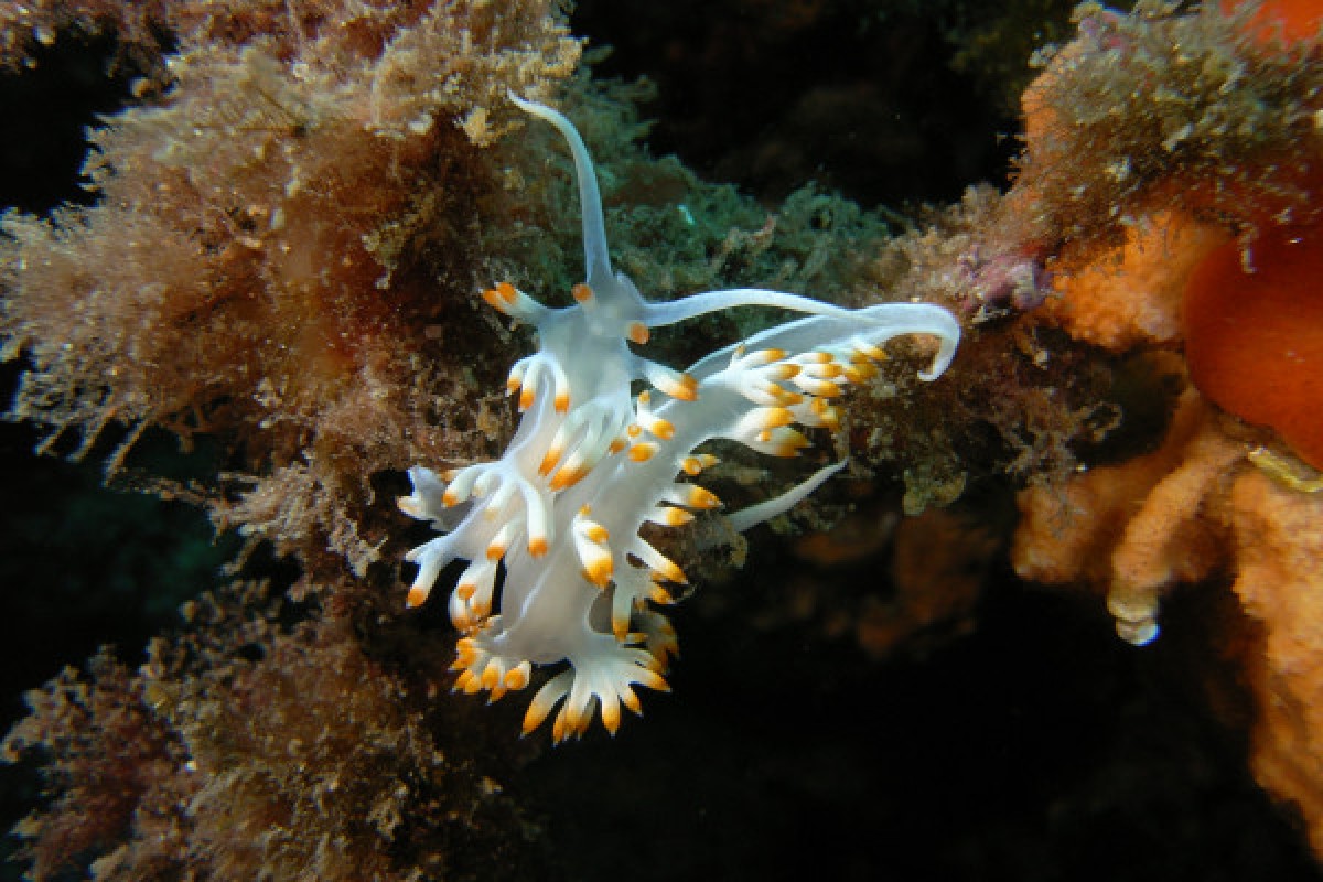 * Plongée en Groupe Auto encadré - Exploregion