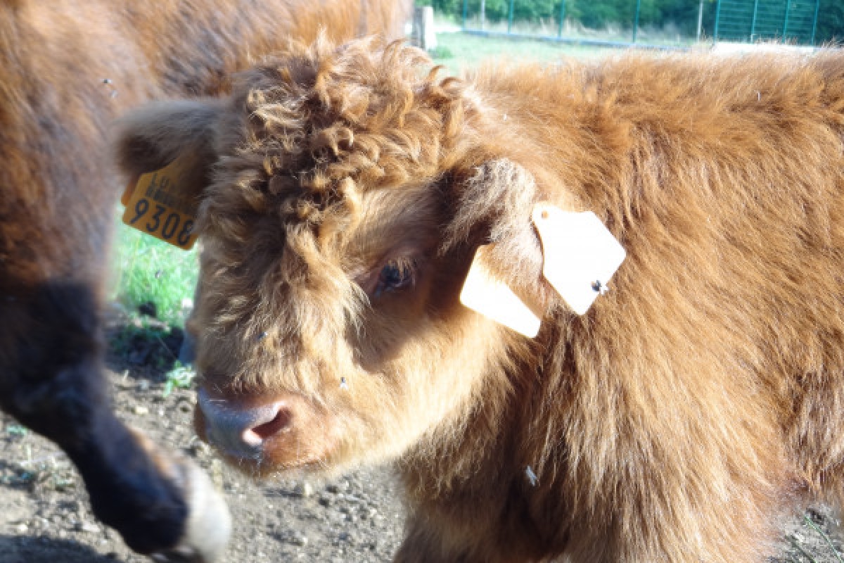 Prix groupe: Rallye au Déierepark - Chasse au trésor - Exploregion