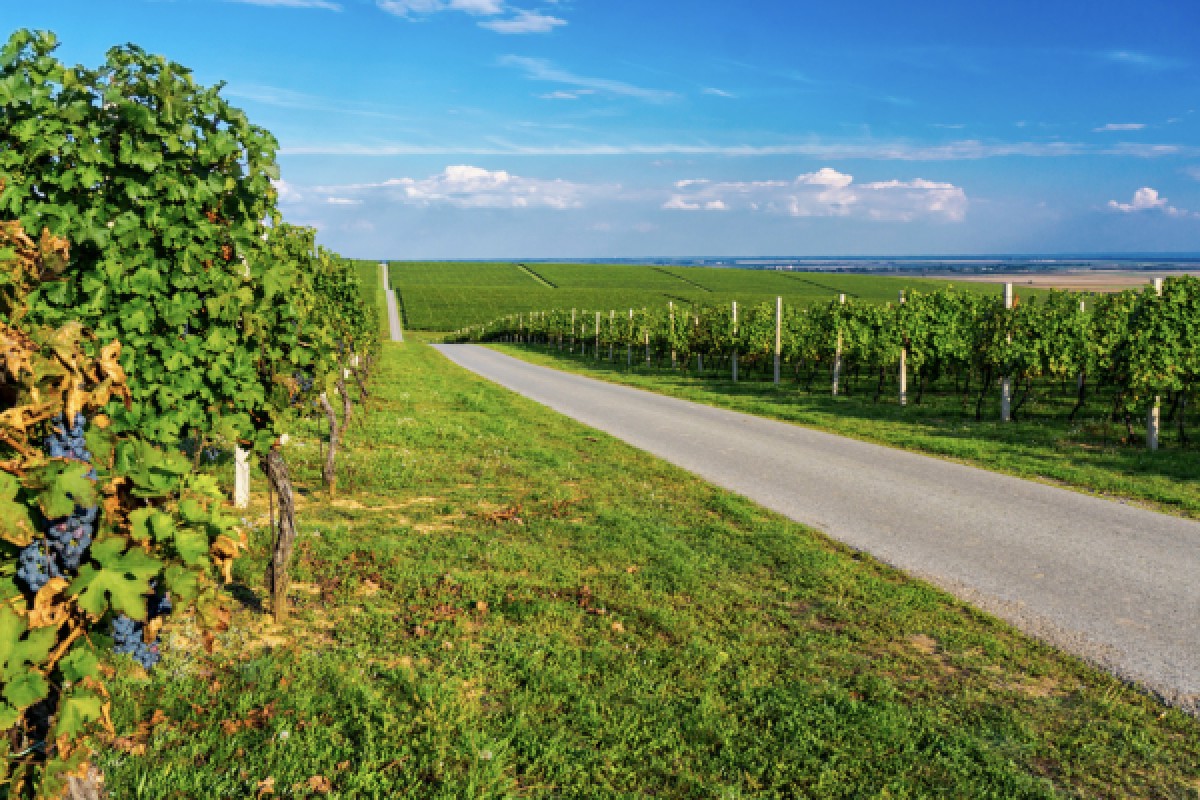RALLYE ROUTE DES VINS D'ALSACE - Exploregion