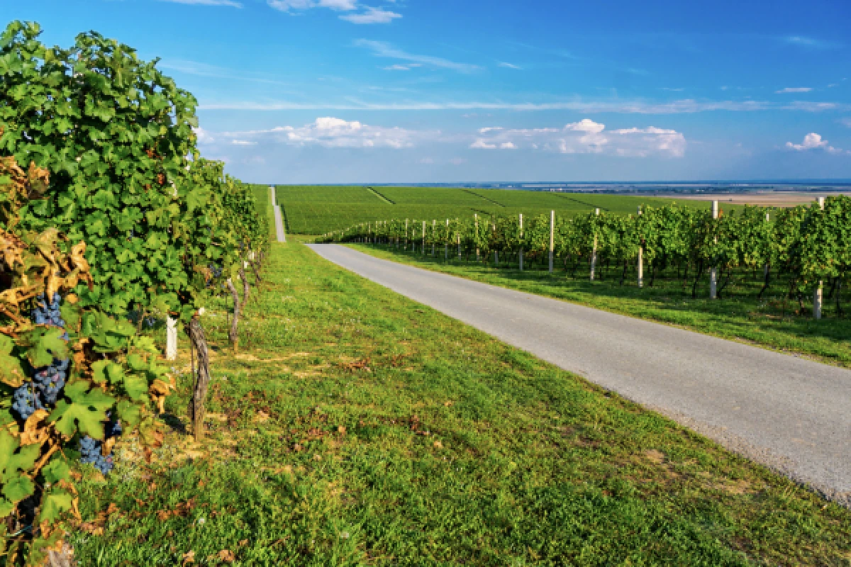 RALLYE ROUTE DES VINS D'ALSACE - Exploregion
