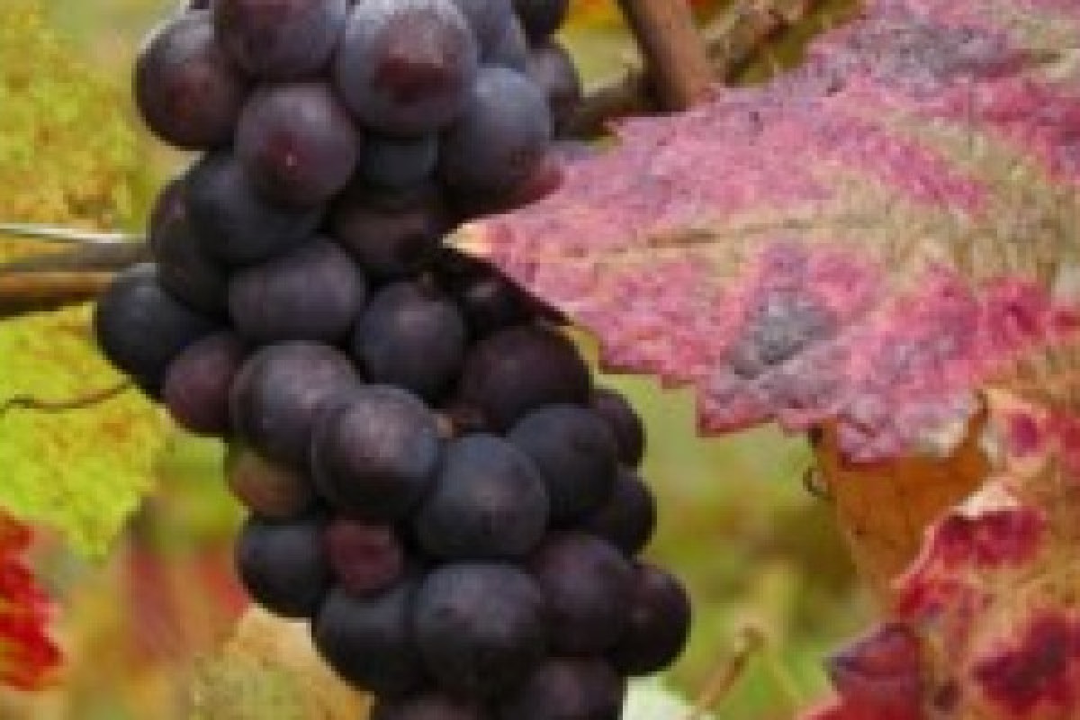 Randonnée Bacchus - Dieu du Vin - Exploregion