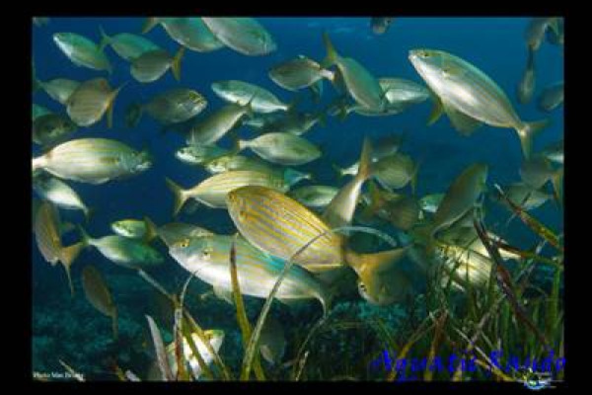 * Randonnée palmée - Exploregion