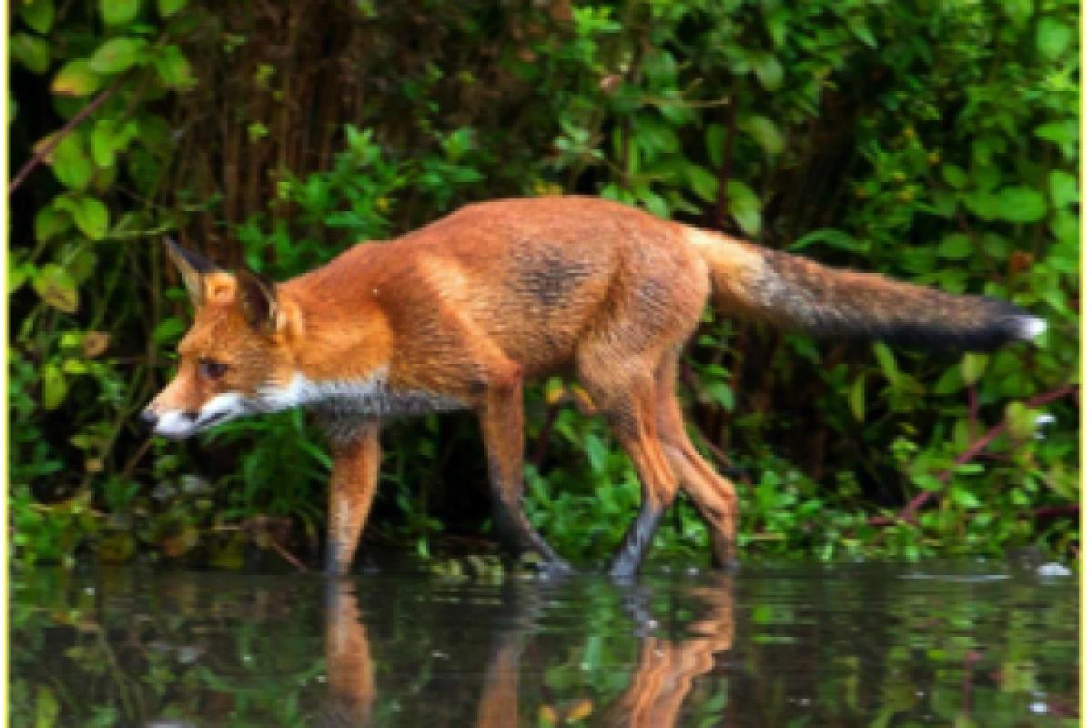 Jeux de piste sur la trace des animaux - Exploregion