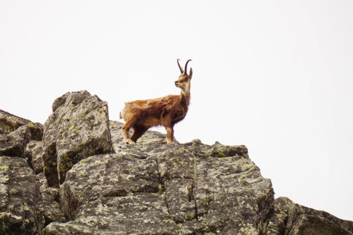 Séjour randonnée à la découverte des animaux des Vosges - Exploregion