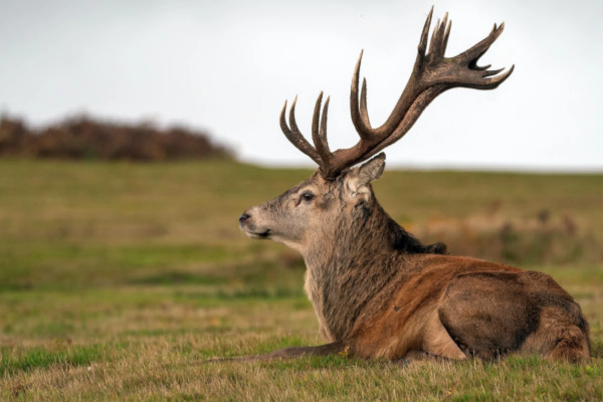 Séjour randonnée à la découverte des animaux des Vosges - Exploregion
