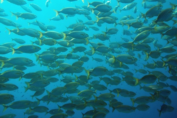 SSI Basic Diver Baptême  + formation - Exploregion