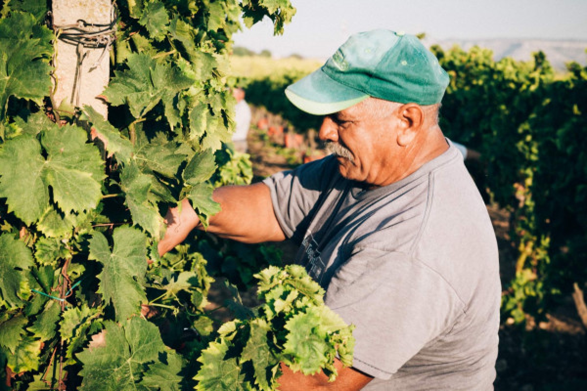 Syracuse Volcanique - Dégustation de vins siciliens - Exploregion