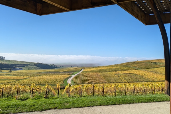 Dégustation 3 cuvées dans le vignoble - Nogent l'Abbesse - Exploregion