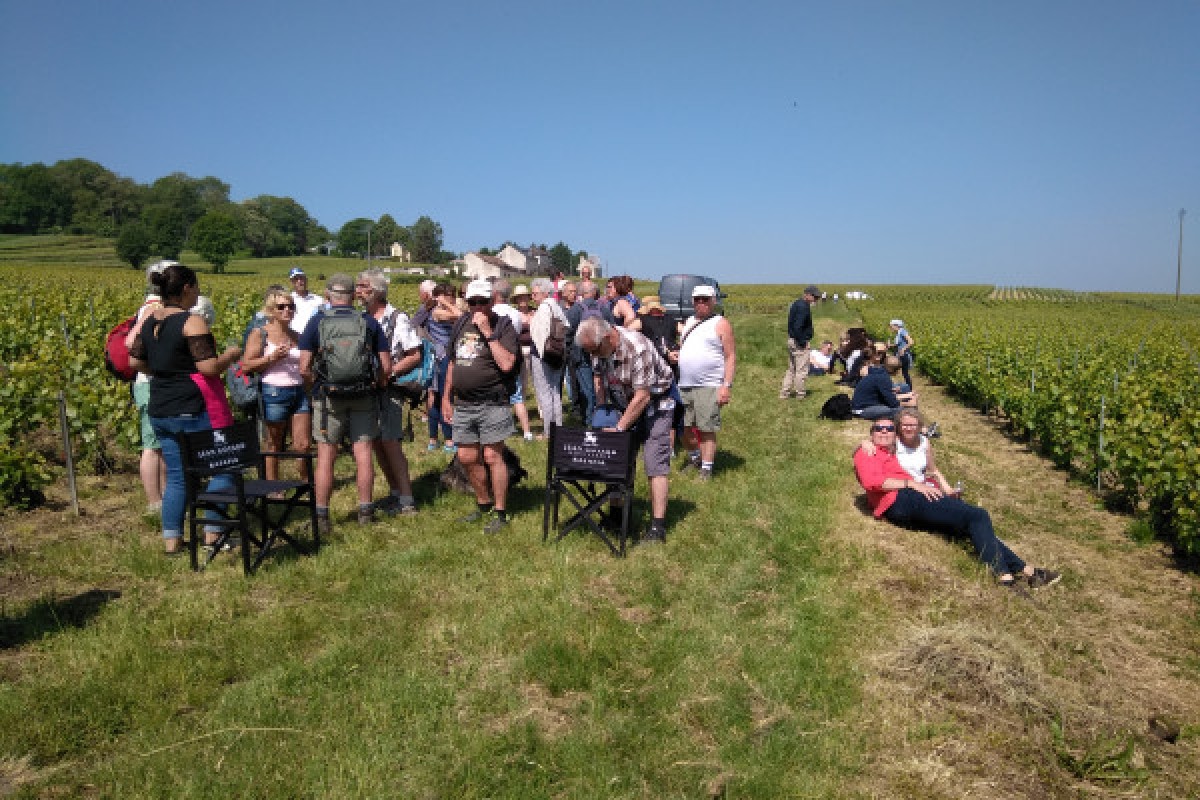 Vendangeur d'un jour à Rilly la Montagne - Exploregion