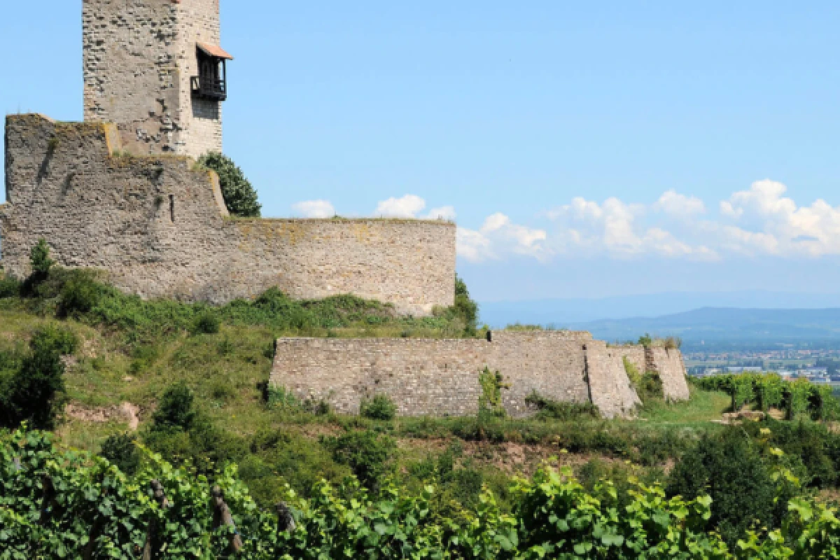 vignoble Alsacien et dégustation - Exploregion