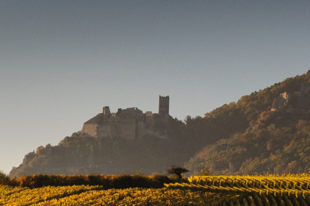 vignoble Alsacien et dégustation - Exploregion