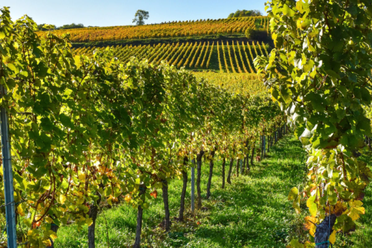 vignoble Alsacien et dégustation - Exploregion