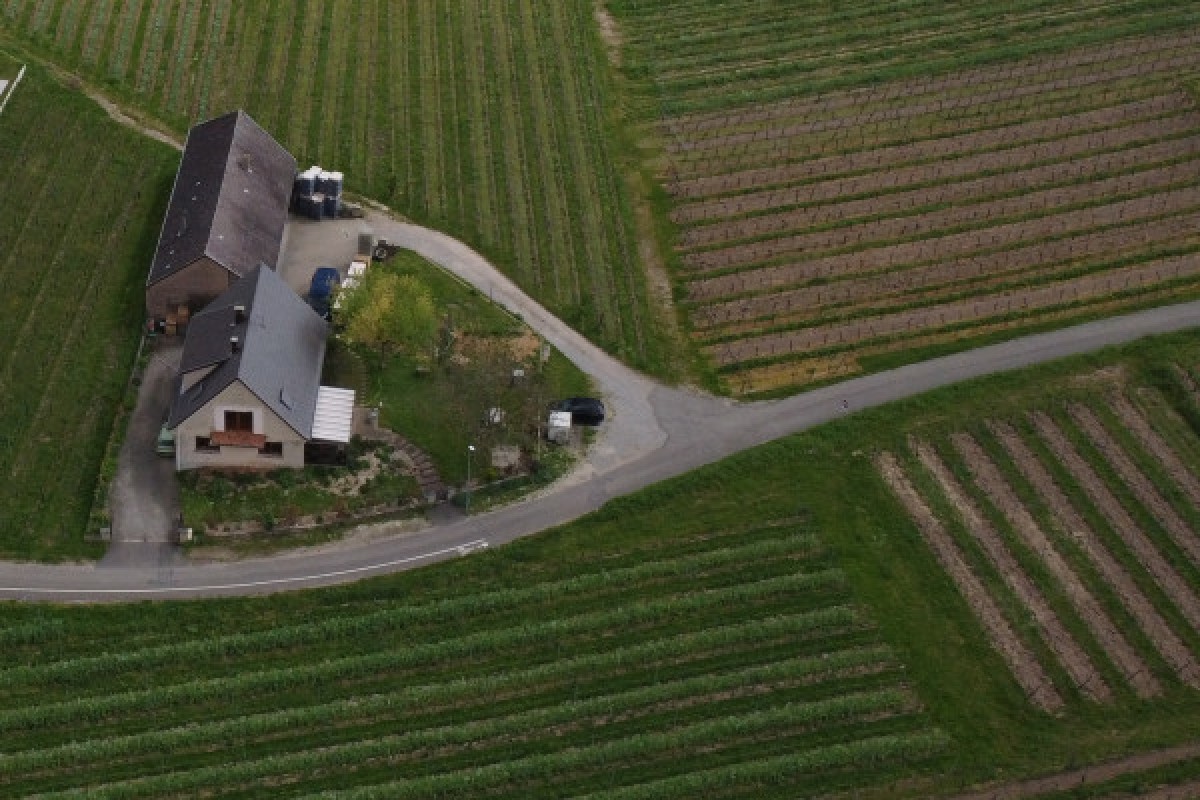 Vin bio: découverte et dégustation avec les vignerons! - Exploregion