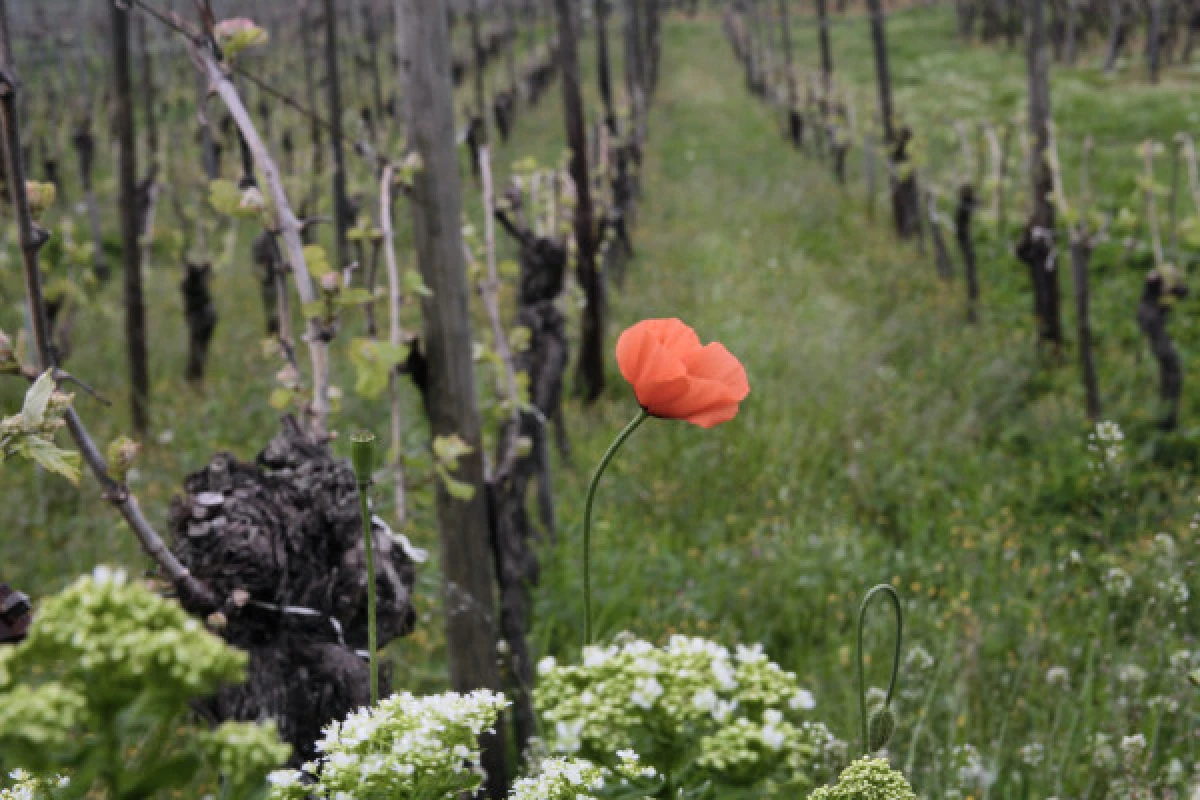 Vin bio: découverte et dégustation avec les vignerons! - Exploregion