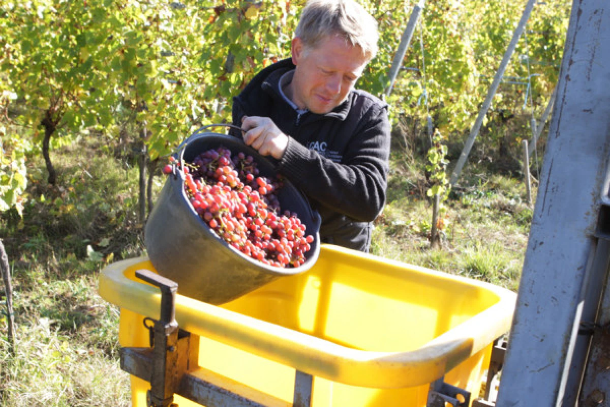 Vin bio: découverte et dégustation avec les vignerons! - Exploregion