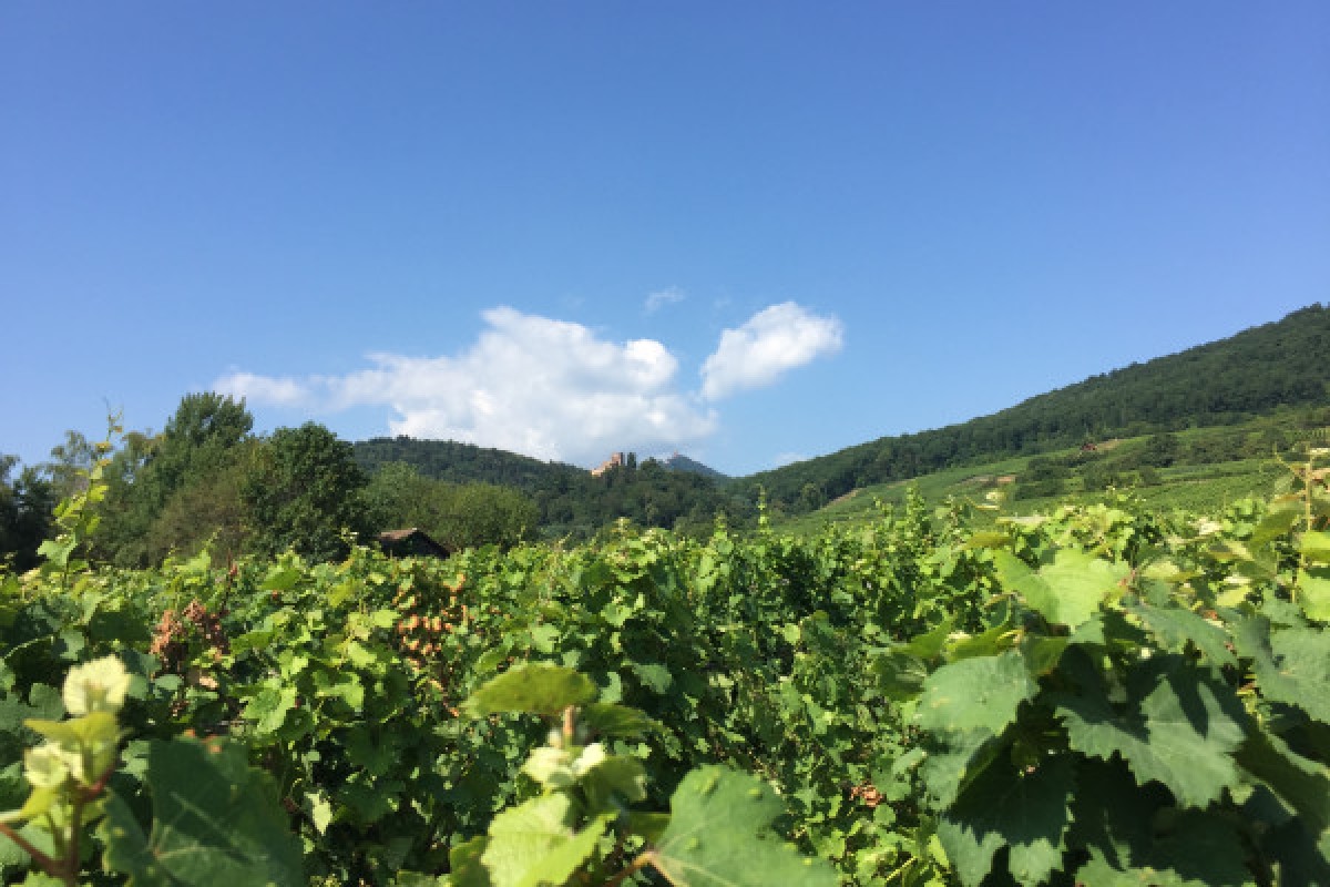 Journée Au coeur du vignoble alsacien avec dégustations - Exploregion